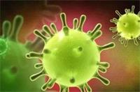 天然免疫细胞在抗菌防御中的作用